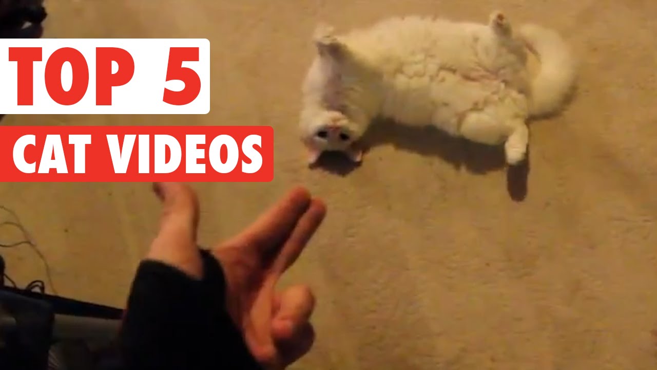 Top Cat Videos || Feb 5 2016