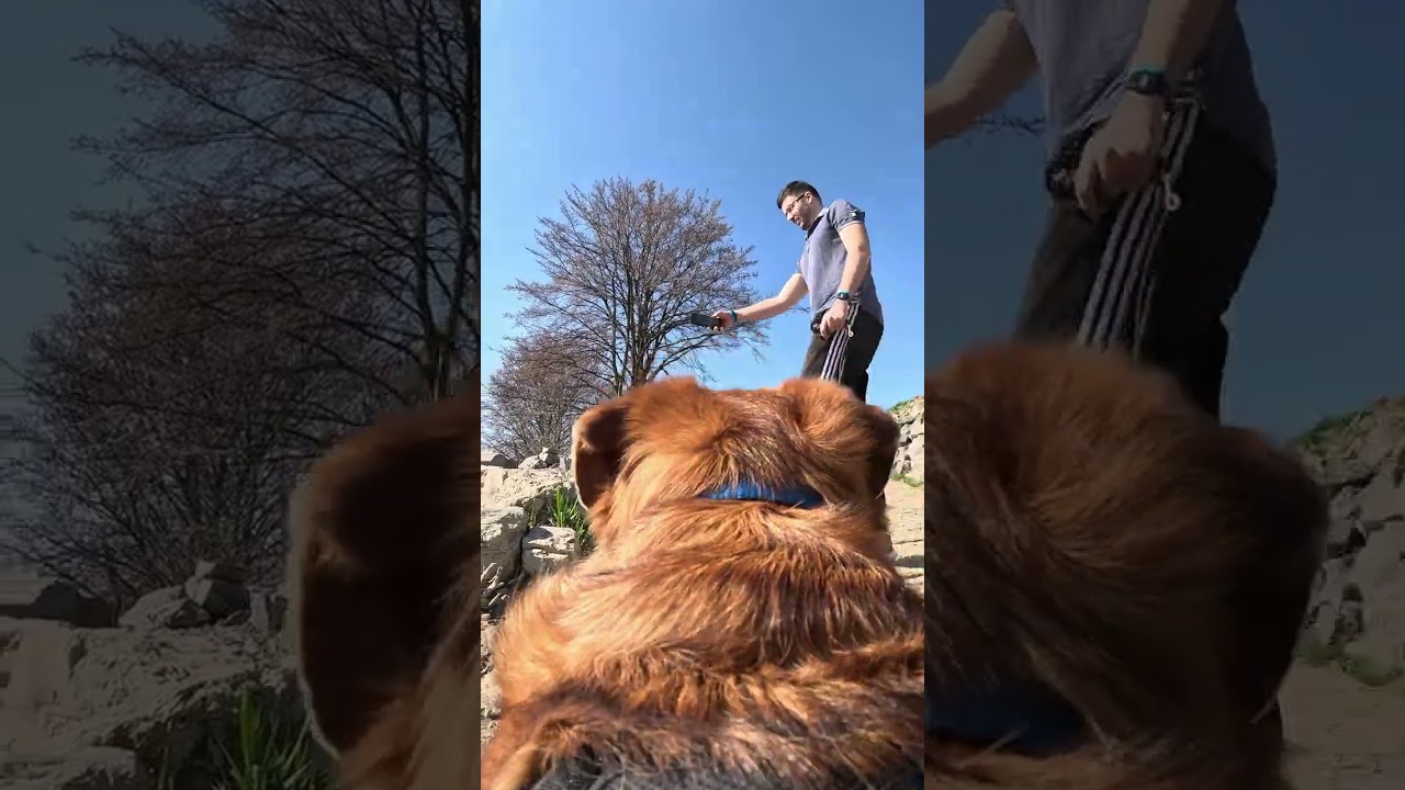 Spring Walk From My Dog’s POV 🐶🌸 | GoPro Harness #dogpov Kenny