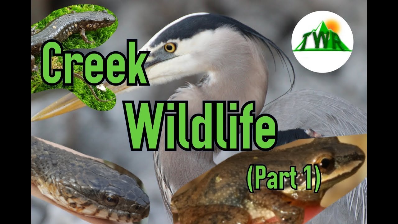 Creek Wildlife Part 1: The Top of the Food Chain (Nature Short Film)