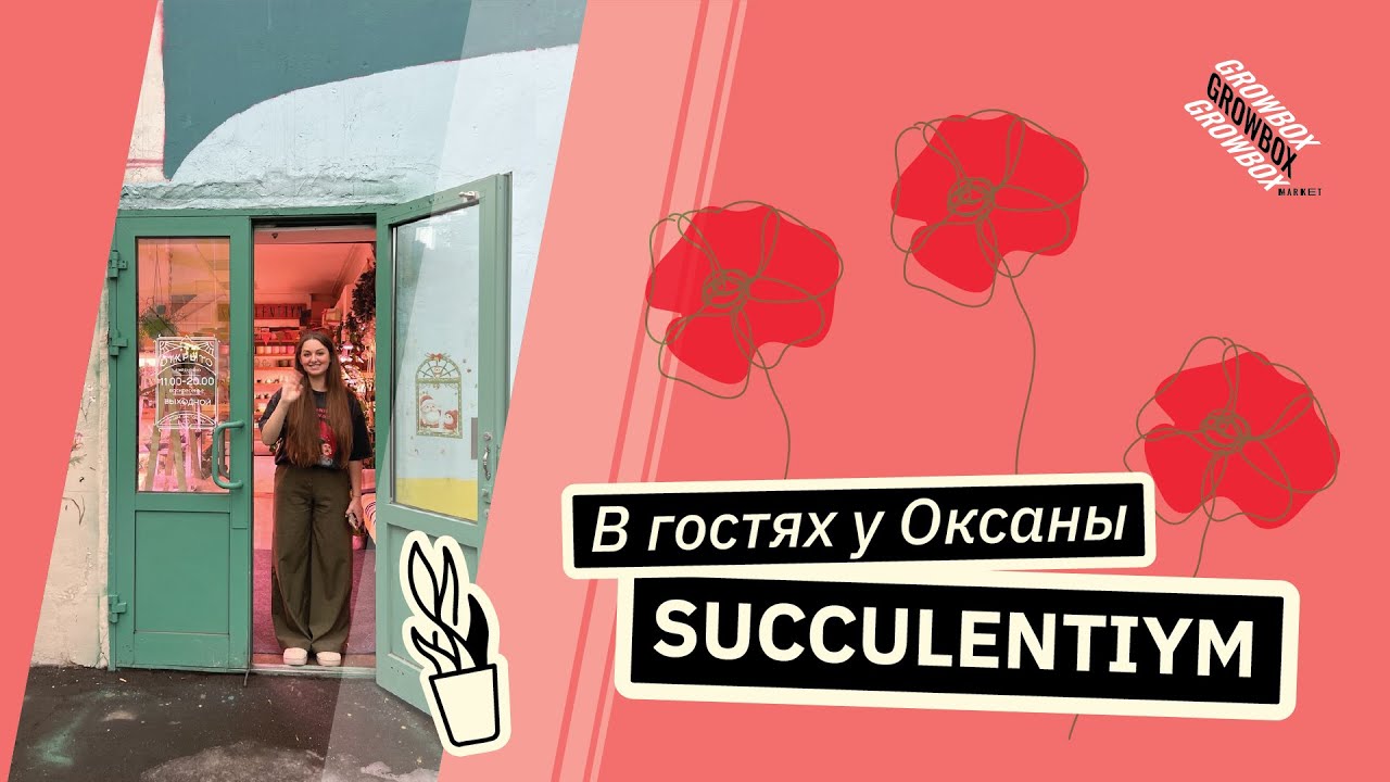 СУККУЛЕНТИУМ | суккуленты для новичков и не только