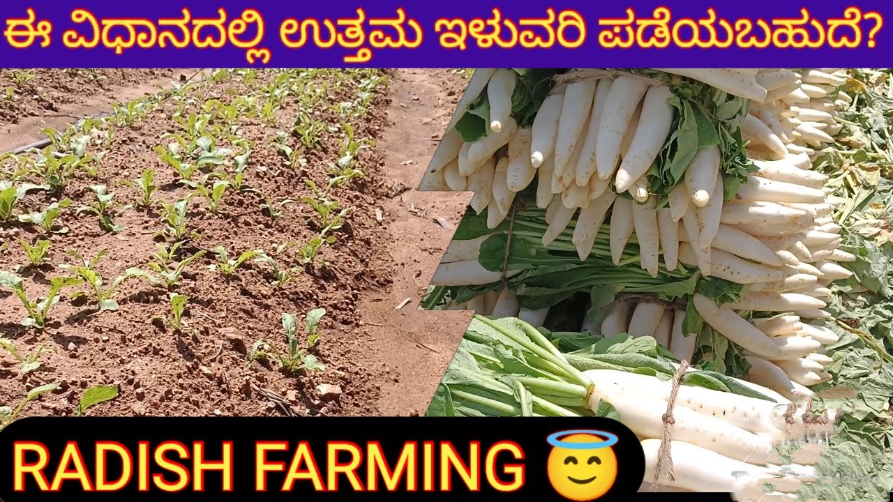 ಮೂಲಂಗಿ ಕೃಷಿಯನ್ನು ಈ ರೀತೀನು ಮಾಡಬಹುದು! Radish farming in different steps.