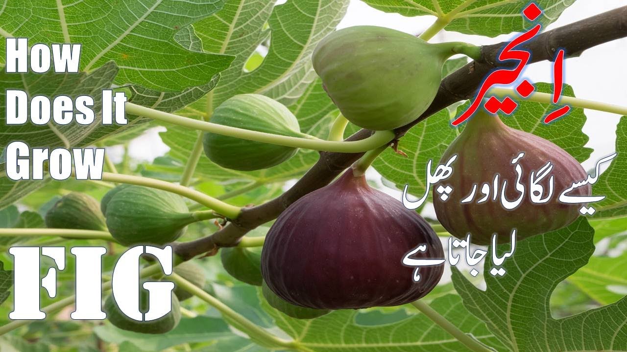How to Plant Fig Tree/orchard | Tutorials on figs plantation | Farming | Fruits | Anjeer | Figs