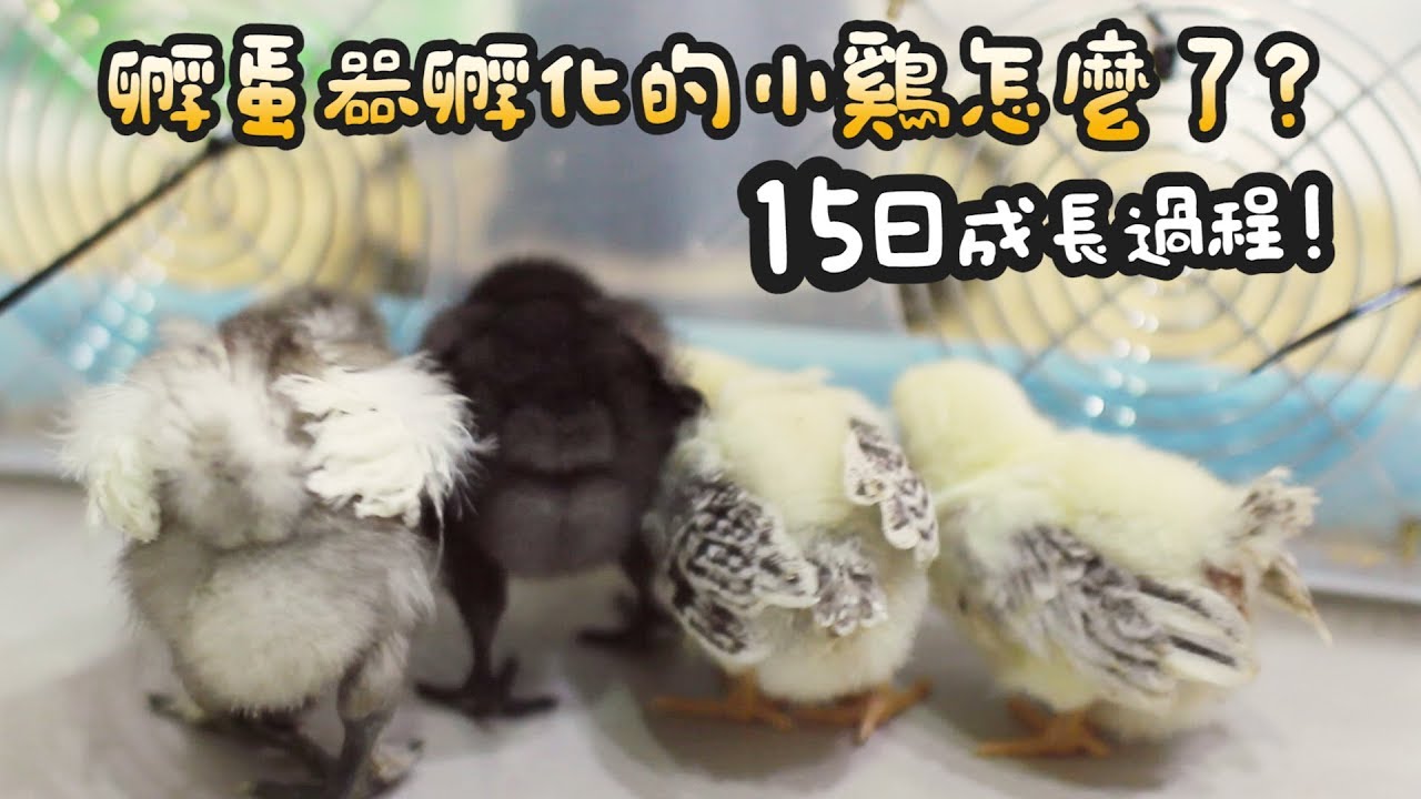 【雞】孵蛋器的小雞15日成長日記!ft.小捷運、小飛機【許伯簡芝】小雞04
