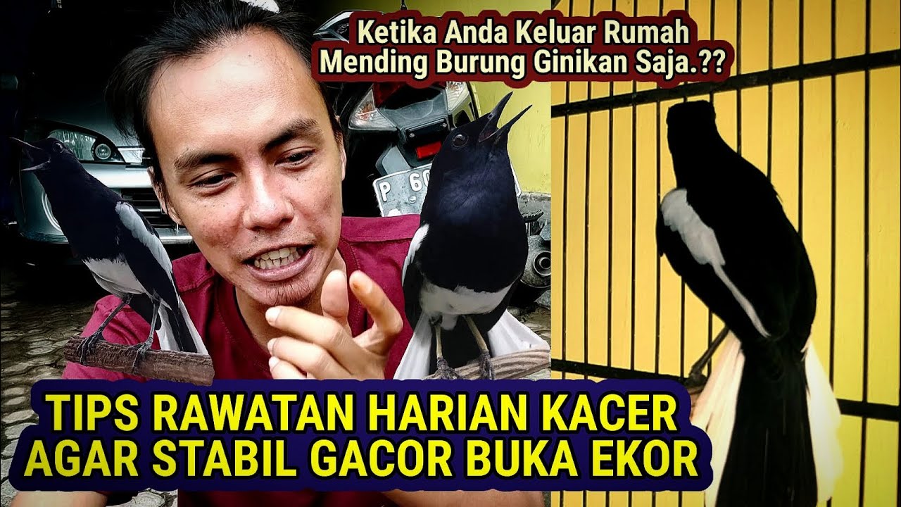 KACER SUDAH GACOR TAPI TIDAK BUKOR, INI TIPS RAWATAN HARIAN KACER STABIL GACOR BUKA EKOR