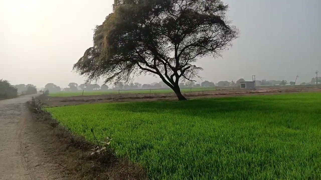 Mirzapur Village #aligarhmuslimuniversity #fertilizerbenefits #village