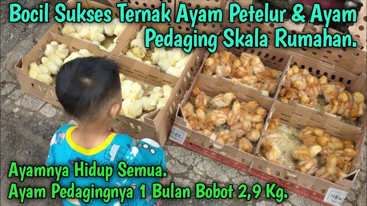 Ternak Ayam Broiler Skala Rumahan 5 Ekor Dan Ayam Petelur 13 Ekor.1 Bulan Bobot 2,9 kg