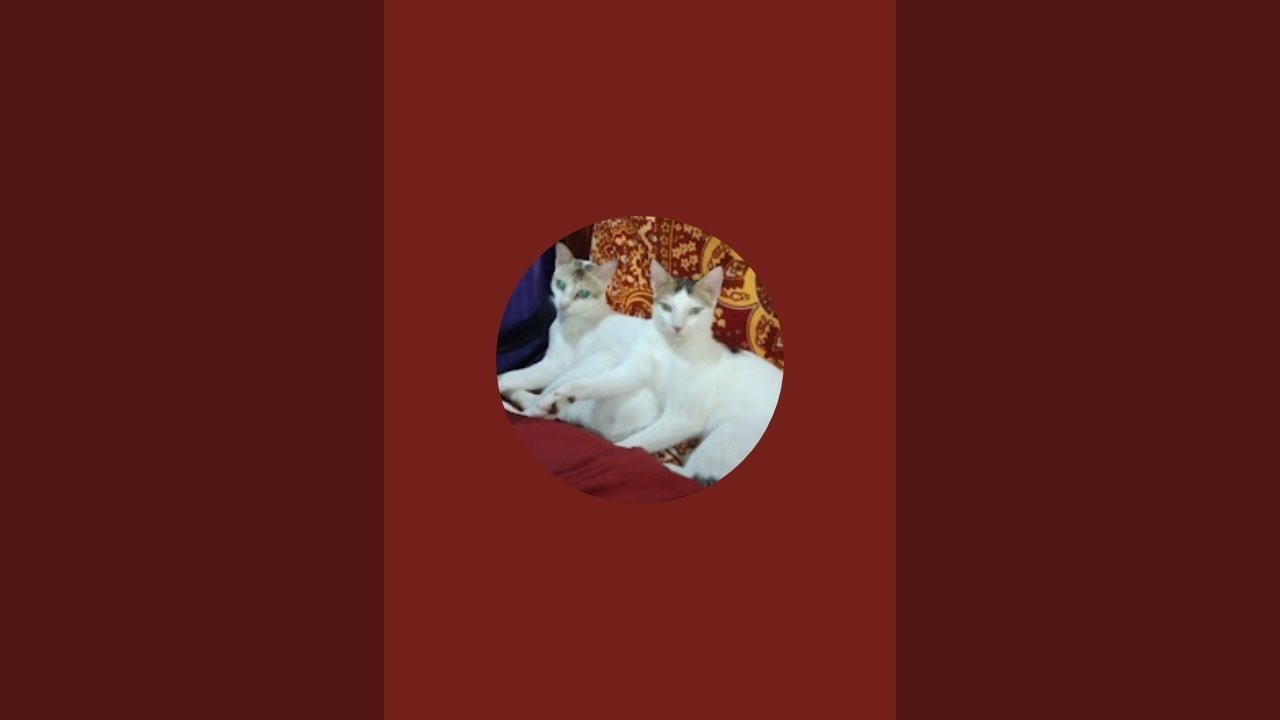 chintupillu is live!
