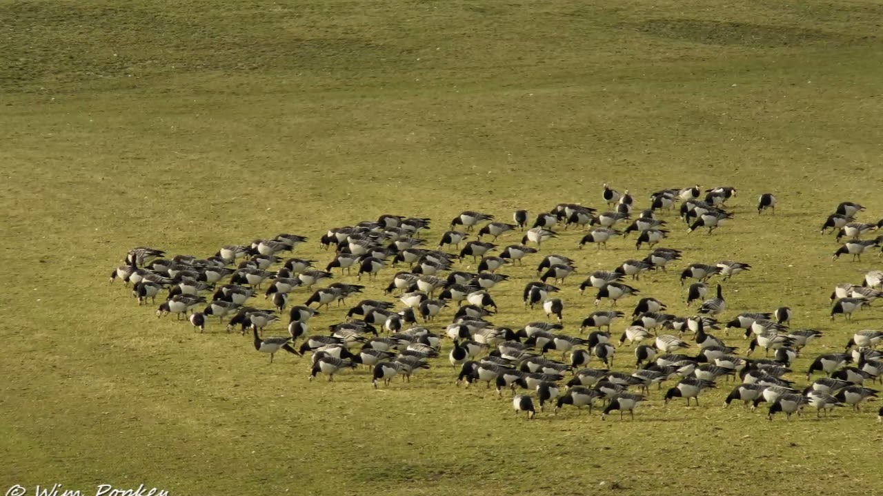 Laat alles dat ademt in VREDE bestaan.  © Rob de Nijs muziek