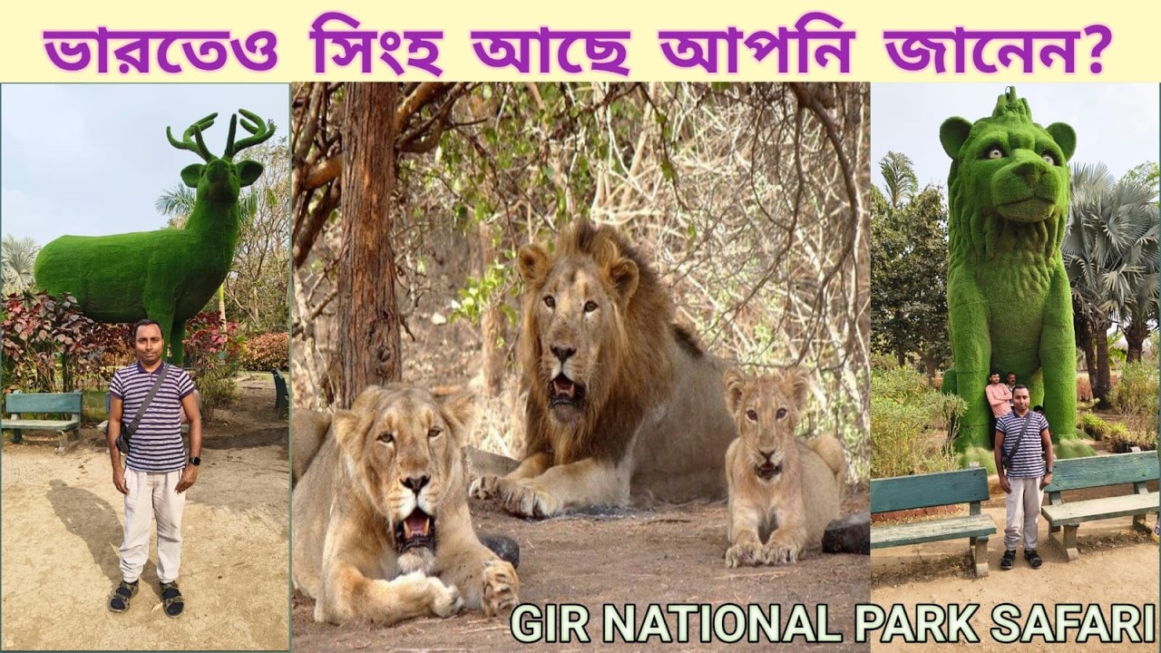 India’s Only Asiatic Lions 🦁🇮🇳 | My Craziest Wildlife Experience👀Pure Thrill & Excitement😱