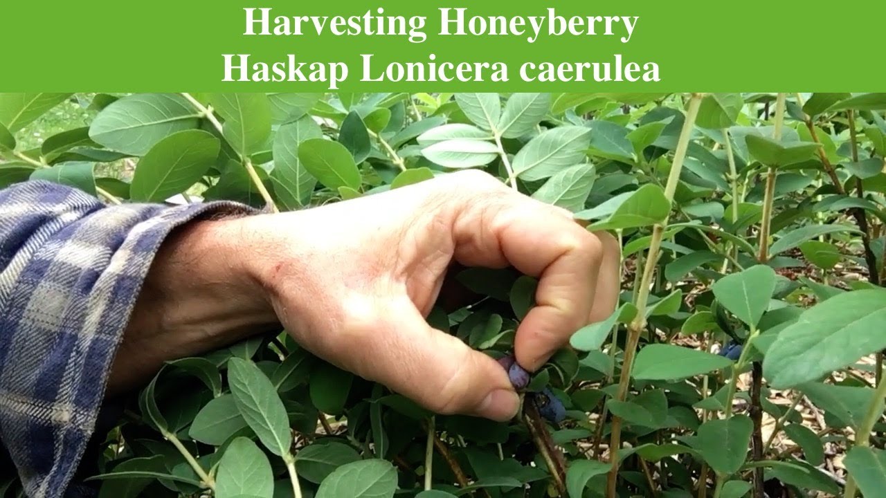 Harvesting Honeyberry Haskap Lonicera caerulea