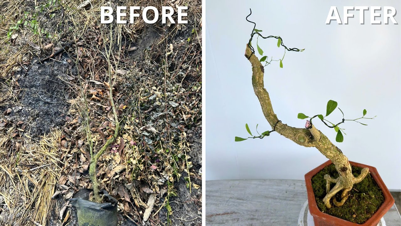 Rescuing a Dead Tree from Trash | Transforming It into a Stunning Art Piece
