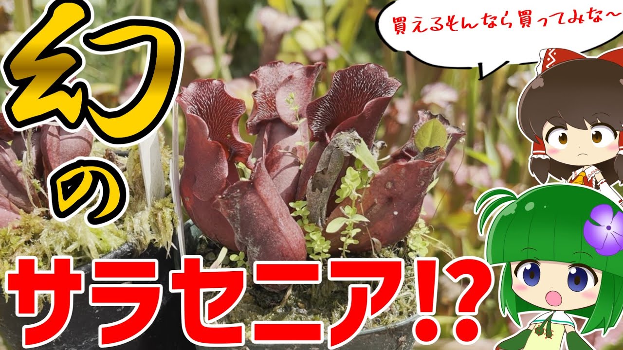 【お目にかかることすら困難！？】サラセニアの本場で幻のサラセニアに会ってきた！！