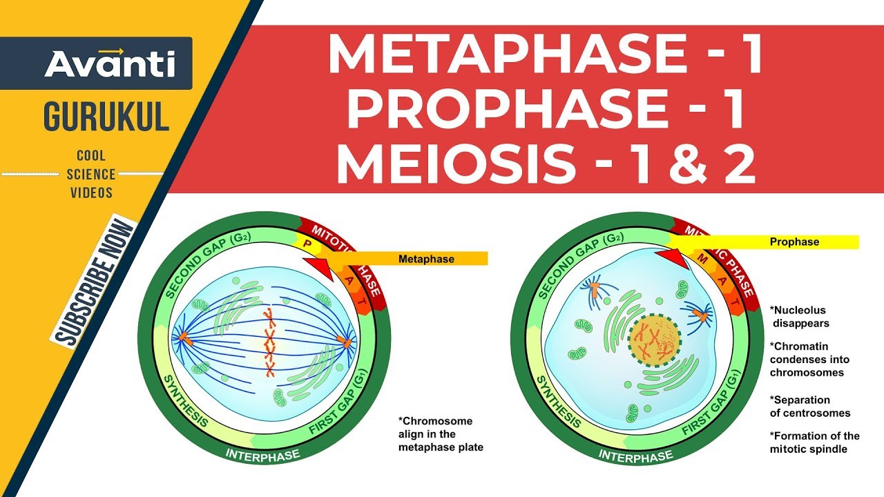 1B10 - Cell Cycle and Cell Division - Metaphase 1 | Prophase 1 | Meiosis 1 & 2