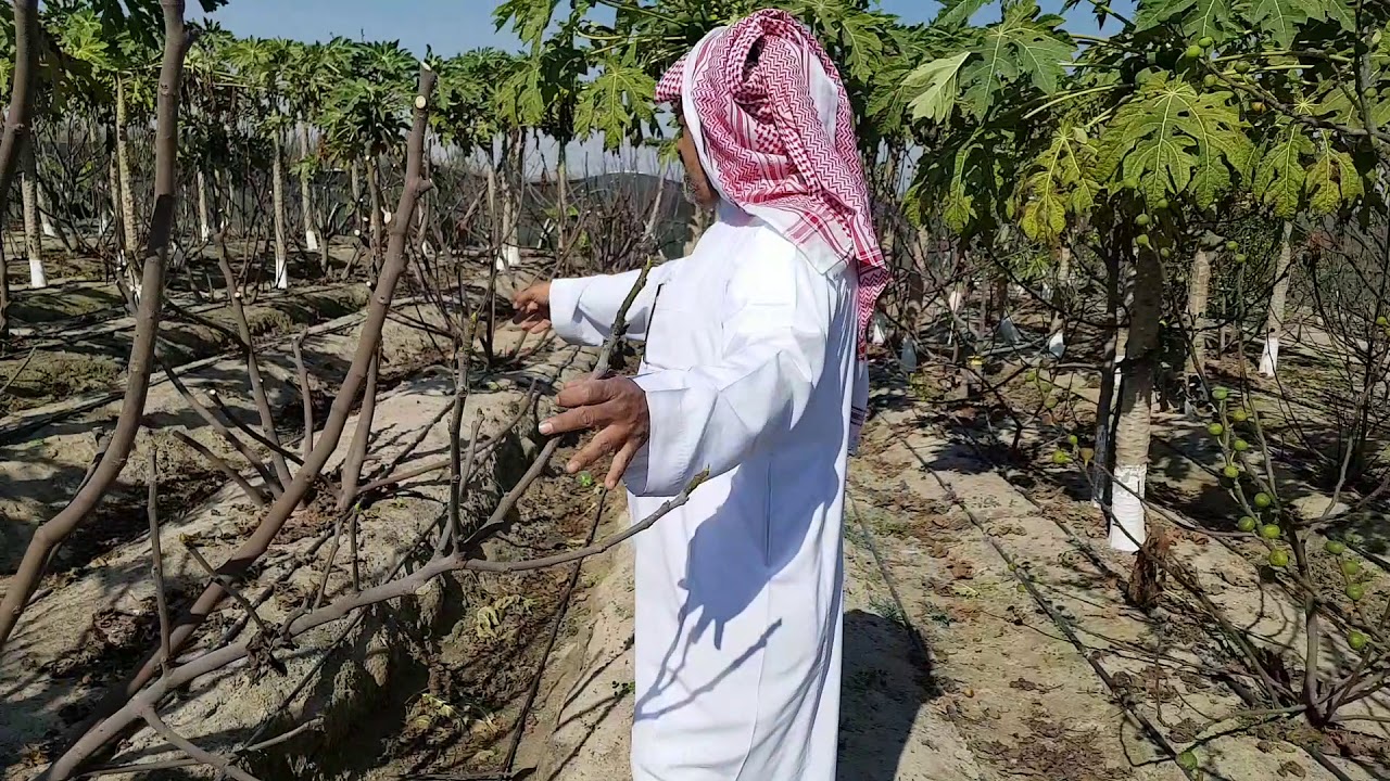 طريقة تقليم اشجار  التين  في  فصل الخريف تصوير  ماجد العلي  وشرح ابو حسن صقر  الثواب