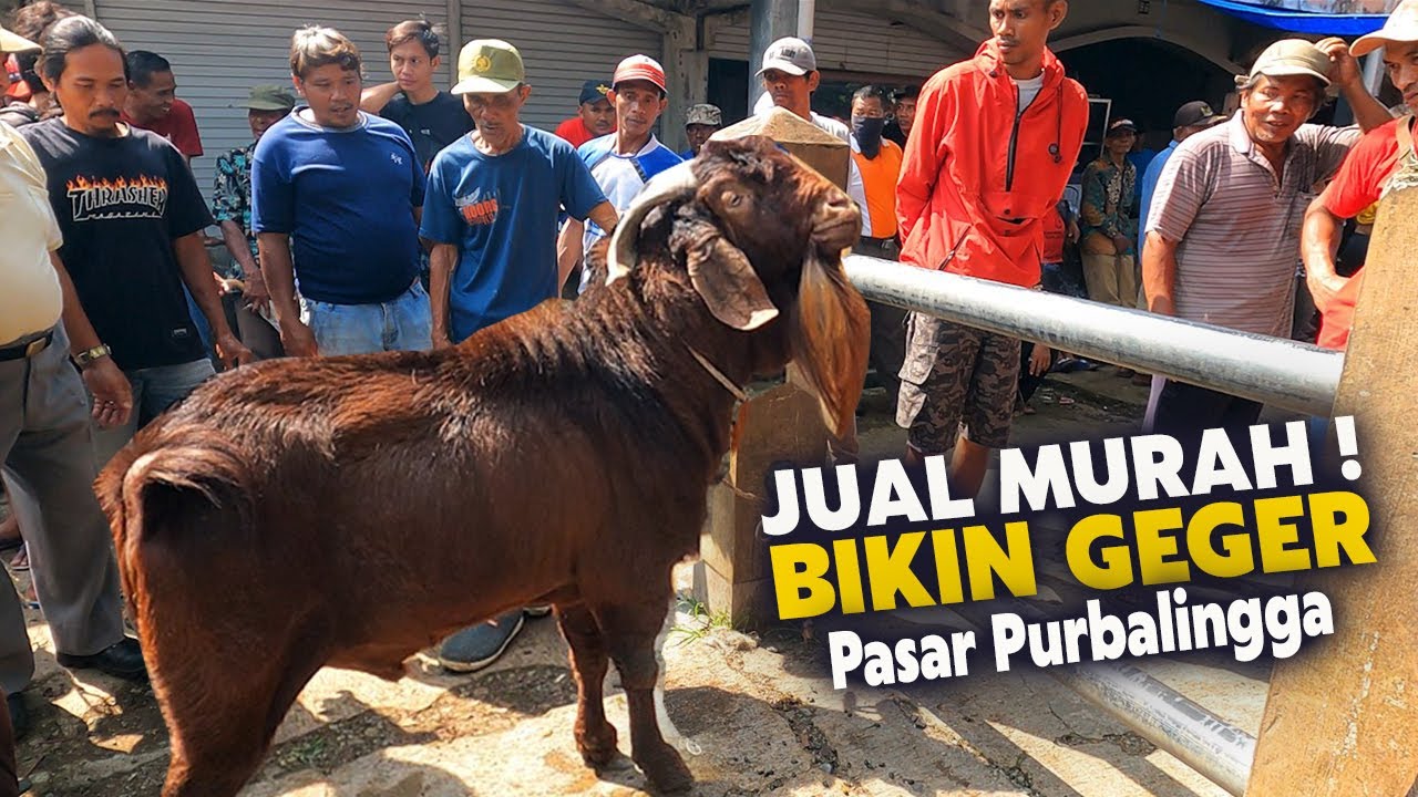 Bikin Geger Pasar! Kambing Boer Jumbo Masuk Pasar Hewan Purbalingga Jual Murah