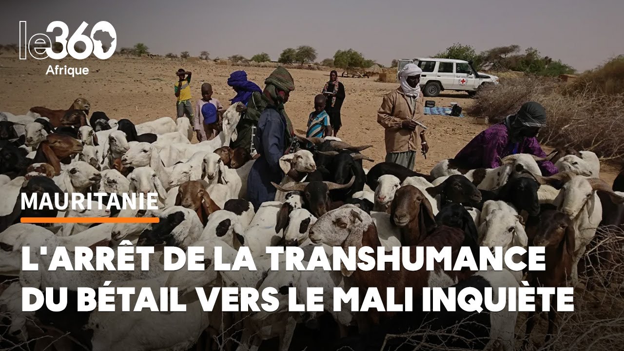 Mauritanie-Mali: l’arrêt de la transhumance du bétail nourrit bien d’inquiétudes