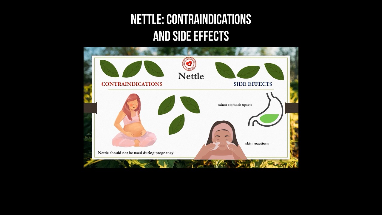 Nettle: contraindications and side effects #nettle #herbs #herbalmedicine #folkmedicine