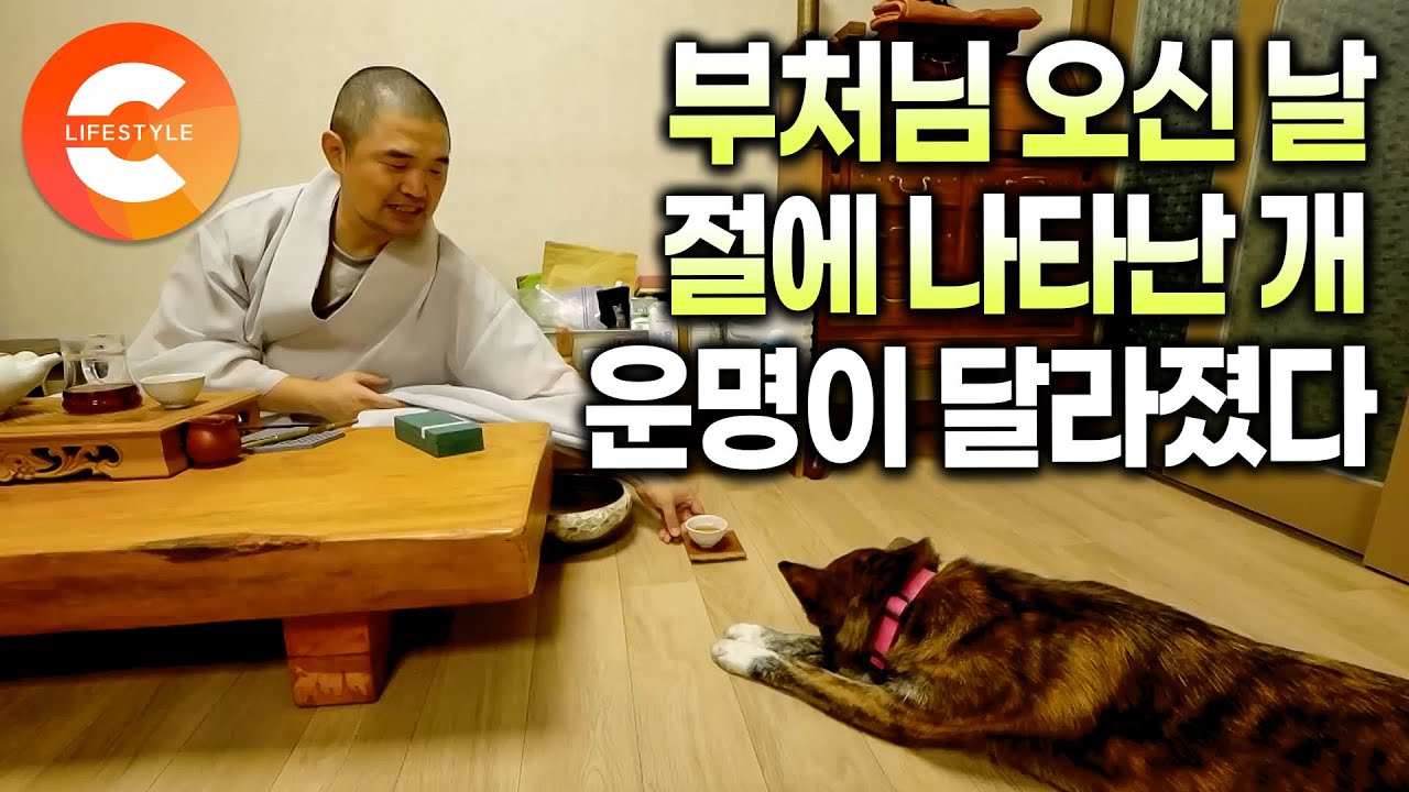 전생에 절에 살았을까? 우연히 찾아온 떠돌이개의 종착지는 다름아닌 절ㅣ부처님 오신 날 미황사에 나타난 개 ‘아미‘가 사찰에 눌러 앉은 이유ㅣ#한국기행 