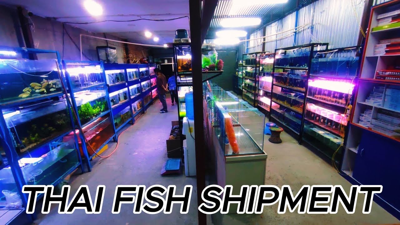 New Thai Fish Shipment Unboxing | Rare & Exotic Aquarium Fish Arrival!