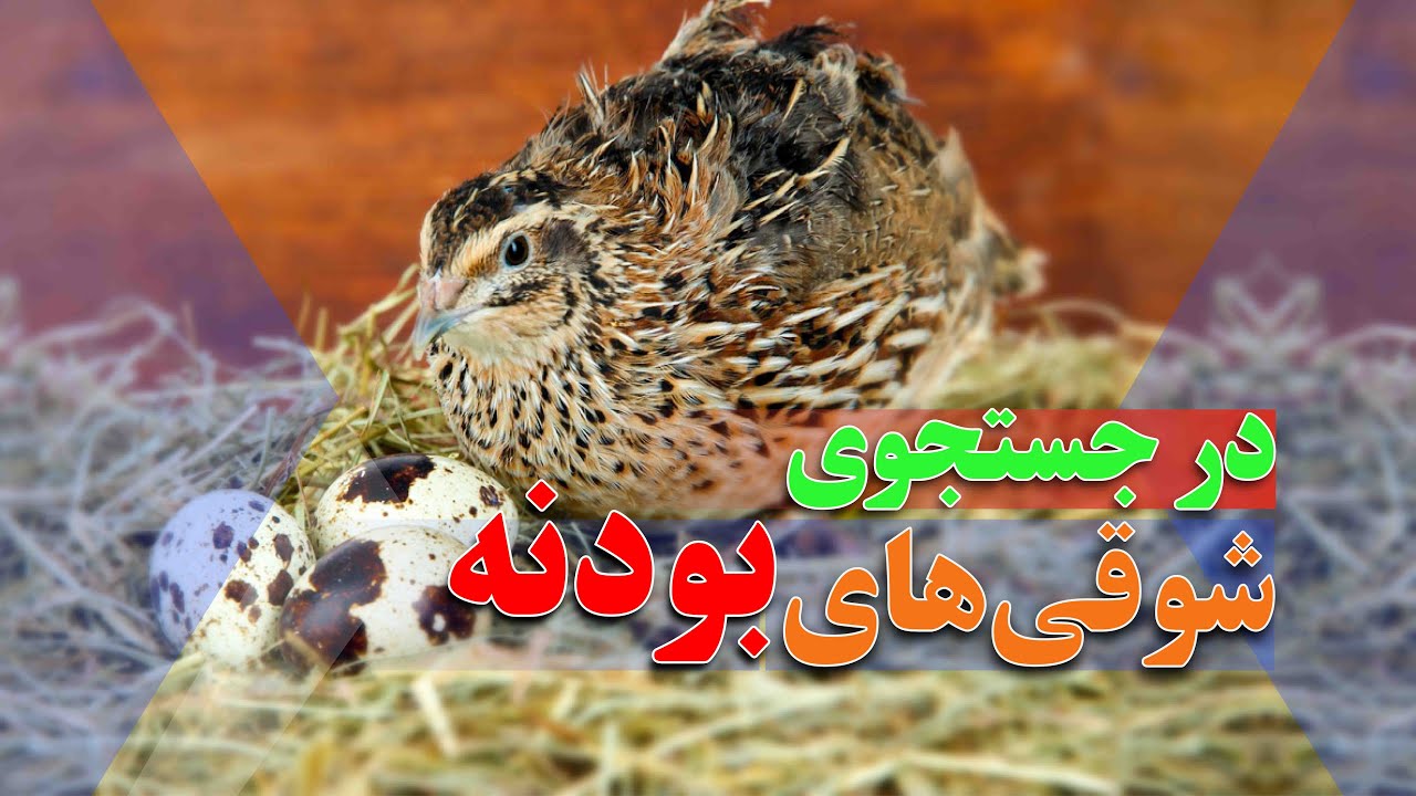 تجارت شوقی های بودنه در کابل