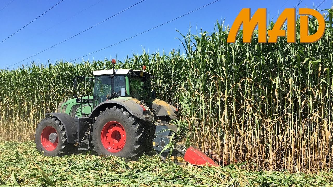 Fendt 930 Vario su sorgo da fibra | barra Cressoni