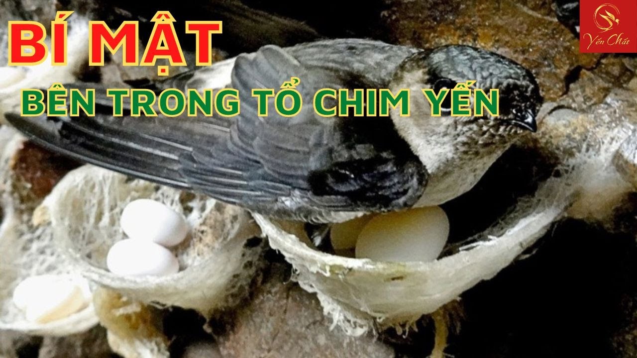 Khám Phá Quá Trình Làm Tổ Của Chim Yến| Yến Chất