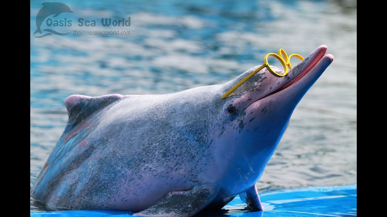 อึ้ง ทึ่ง กับโลมาแสนรู้