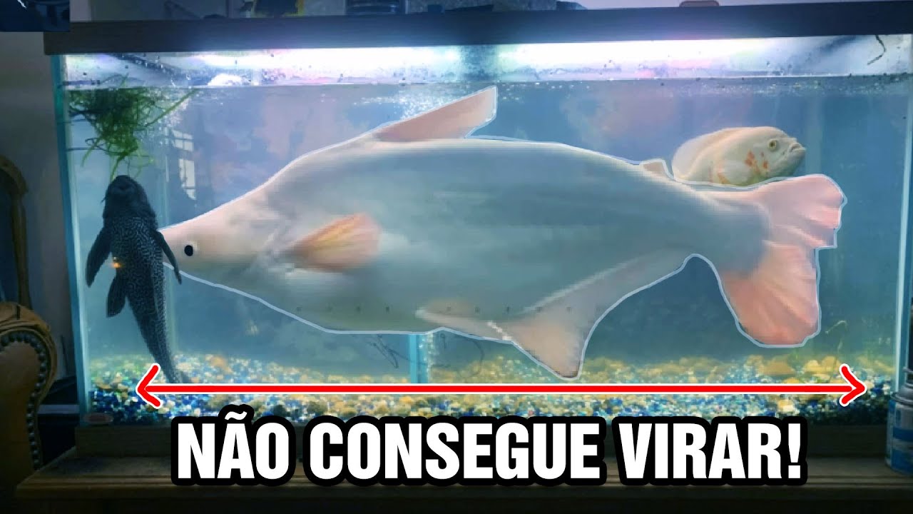 Os PIORES AQUÁRIOS do MUNDO