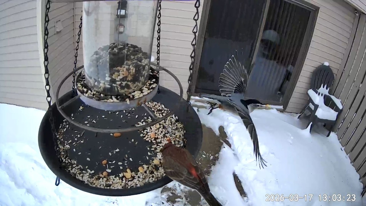 2026/03/17 - Multiple White-breasted Nuthatches beaking peanuts and House Finches enjoying lunch