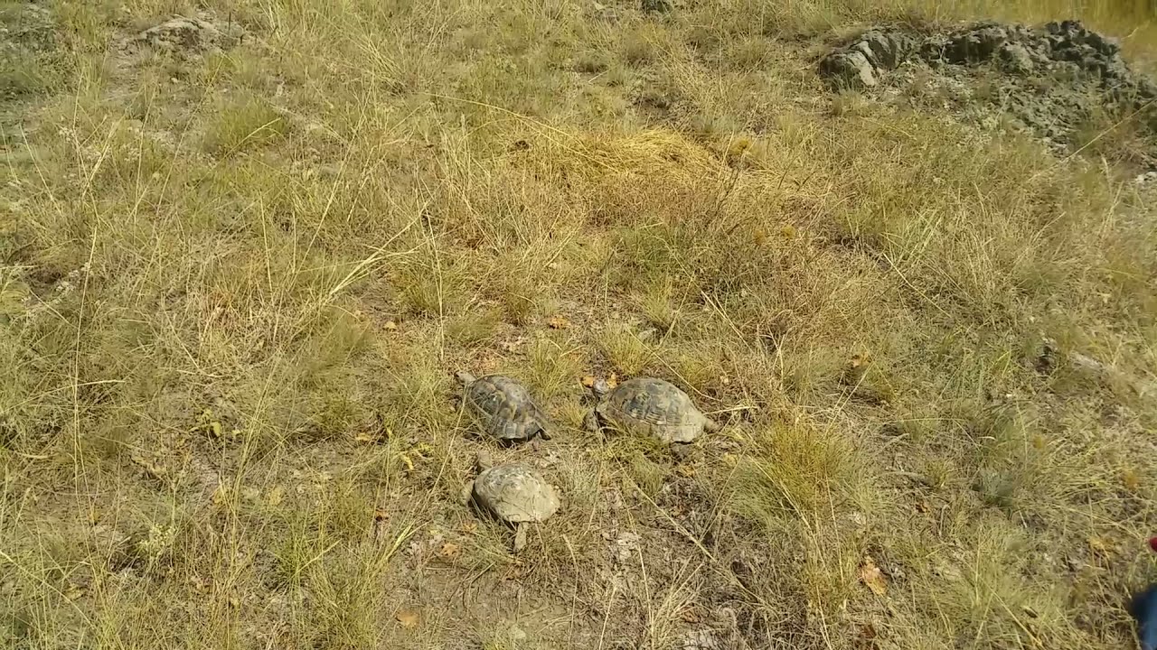 5 Testudo graeca released back into the wild