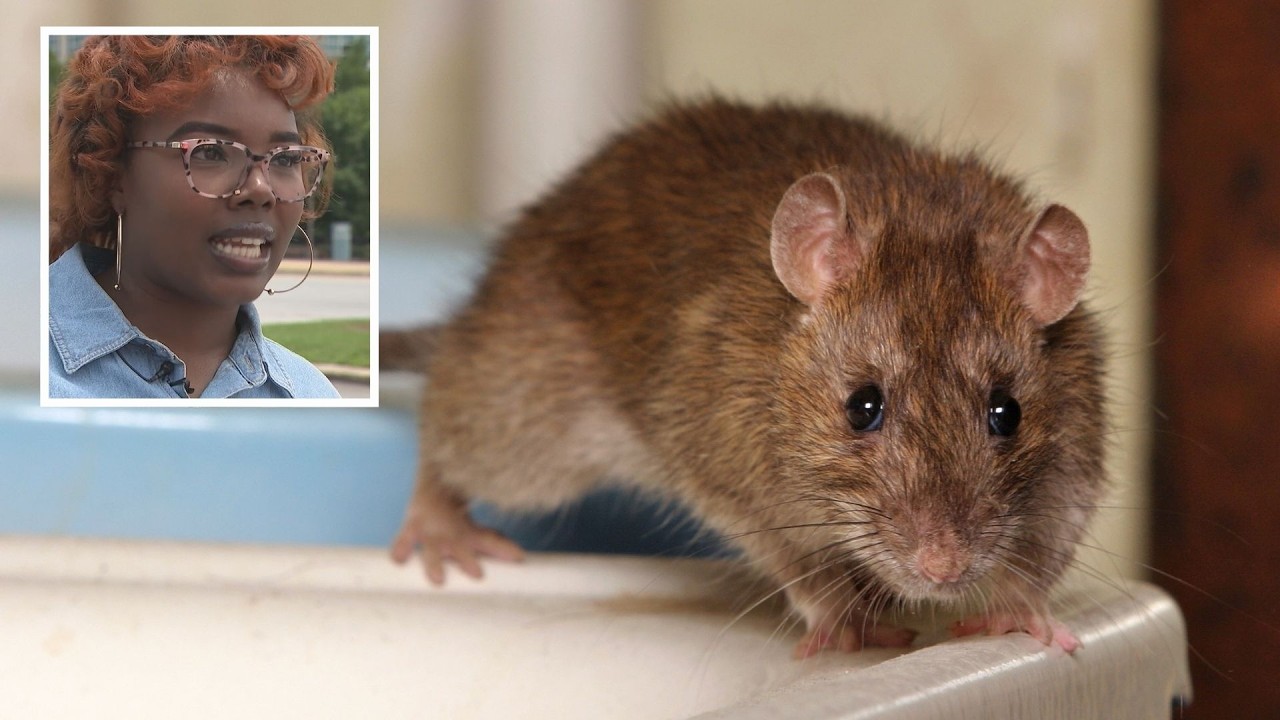 Rat infestation at IRS building has staffers sitting on their desks