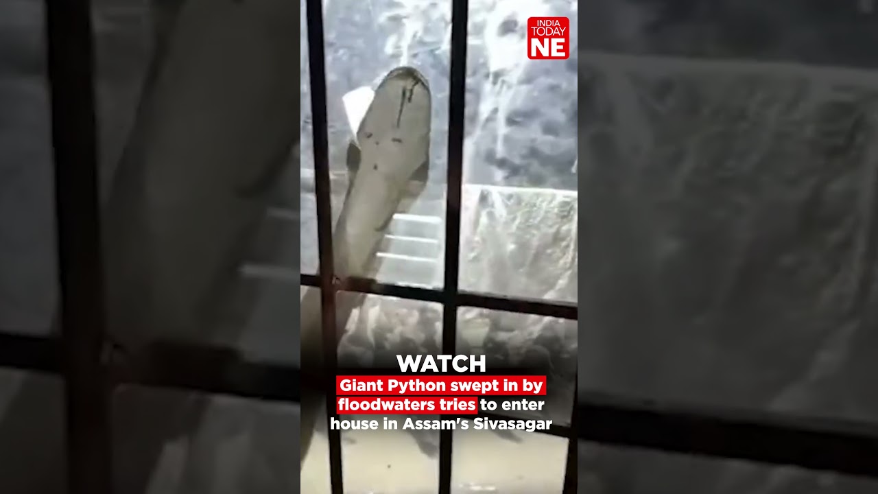 Giant Python swept in by floodwaters tries to enter house in Assam's Sivasagar