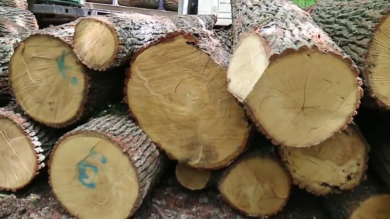 Чугуево-Бабчанський Лісгосп грабують ЛІСОВІ ДЕМОНИ!!! (11.07.2019)