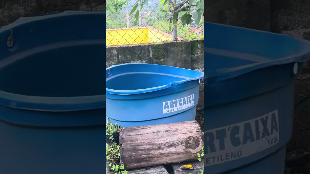 Conhecendo o meu jardim! #lago #carpas #peixes #koi #tigred’agua  #aquariomarinho 