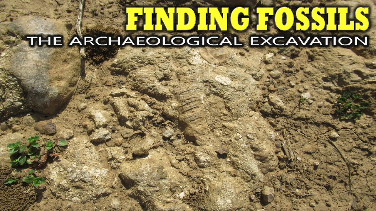 Finding Fossils - The Archaeological Excavation