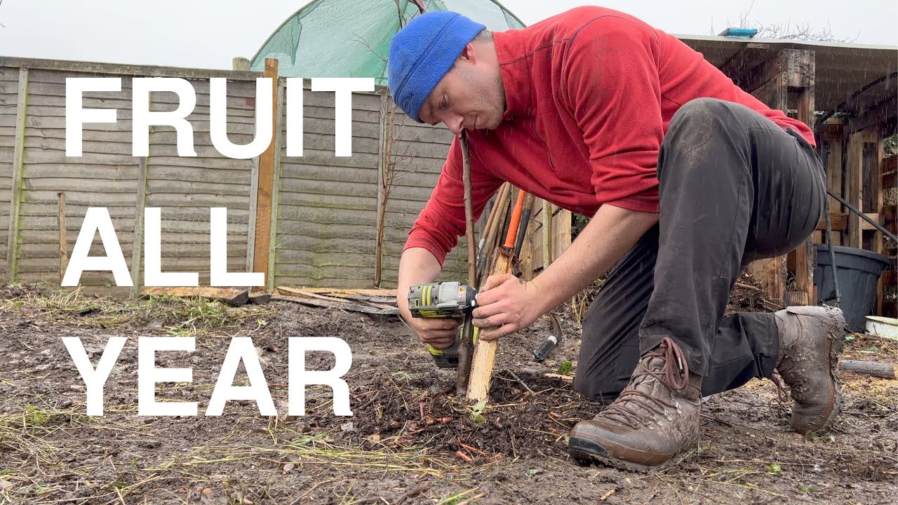 I TURNED MY ALLOTMENT INTO AN ORCHARD