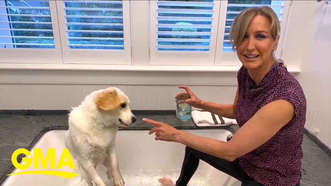 Dog grooming tips while living under quarantine l GMA