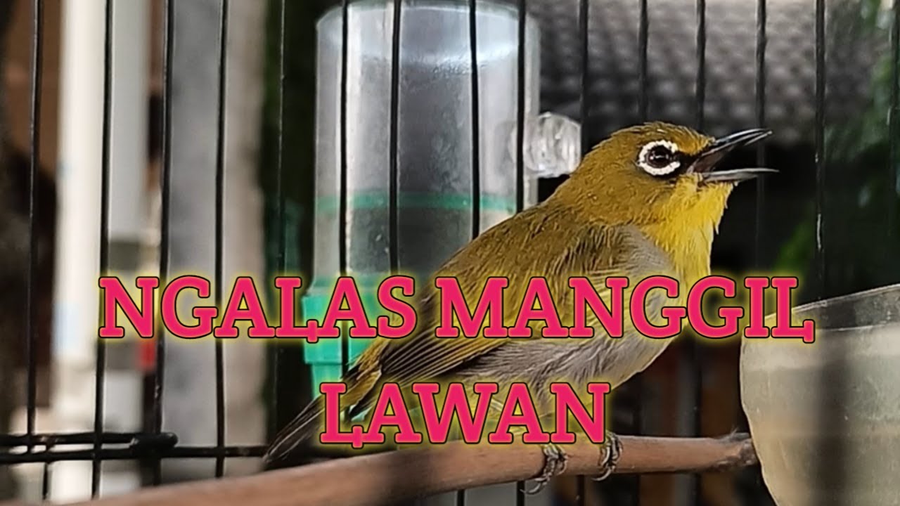 LIVE 🔴 Pancingan Suara Pleci Ngalass Ampuh | Semua Jenis Pleci Langsung Gacor