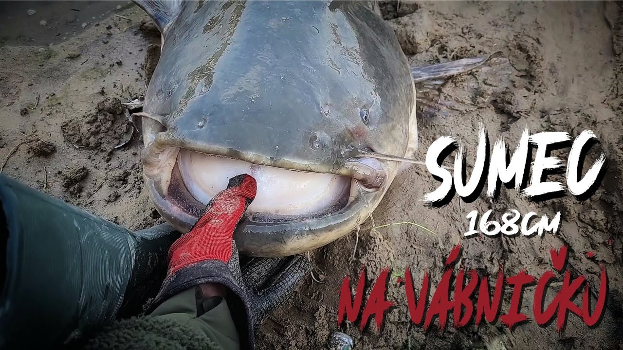 Sumec (168cm) na vábničku | Catfish (168cm) with clonk