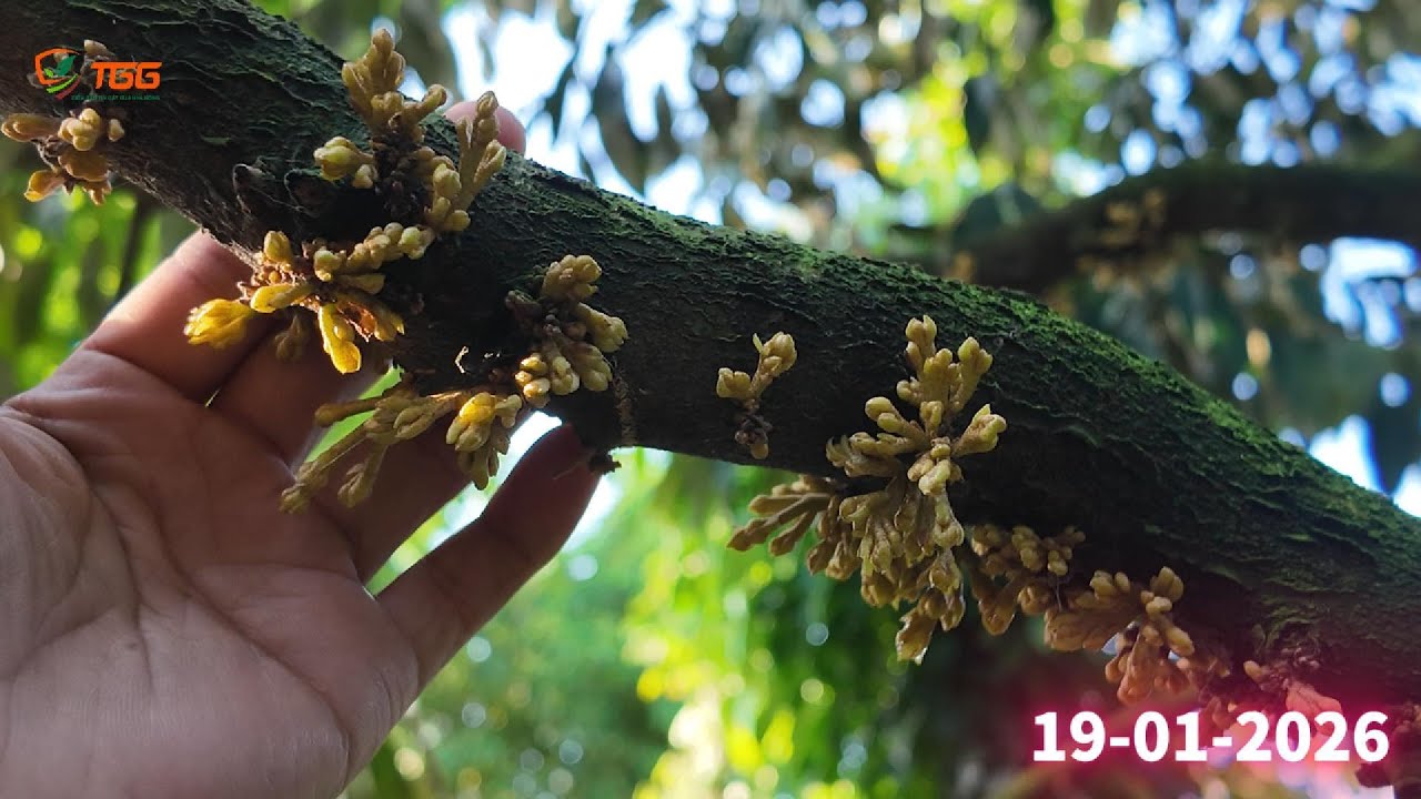 HOÀN THÀNH GIAI ĐOẠN TẠO MẦM | 19-01-2026