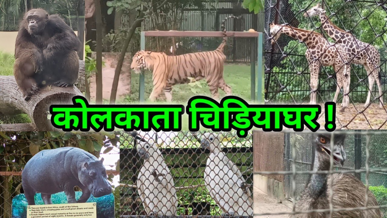 Kolkata Zoo | Alipore Zoological Garden Kolkata | कोलकाता का चिड़ियाघर | All Animals Kolkata Zoo