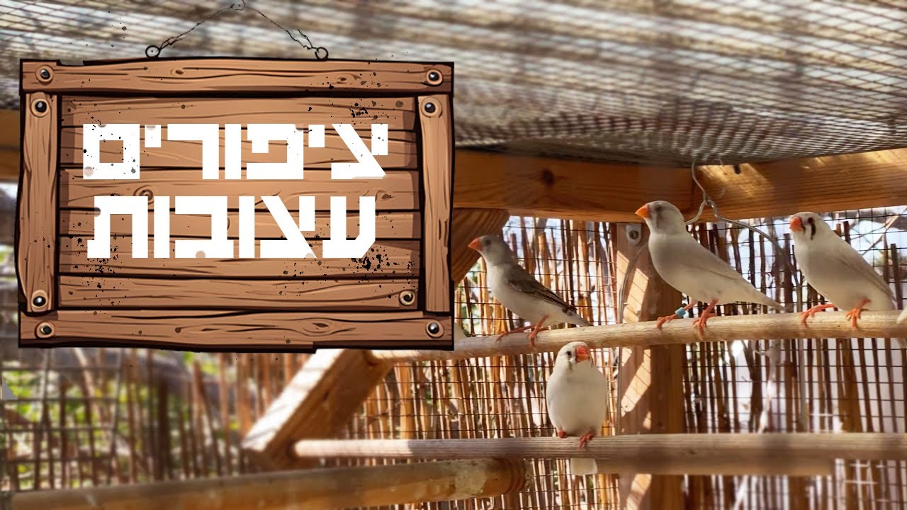 להקת הפינקים שלנו ניזוקה מהסופה