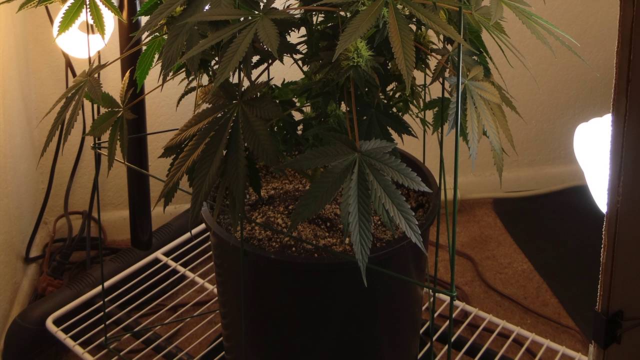 CFL grow - MBKaged