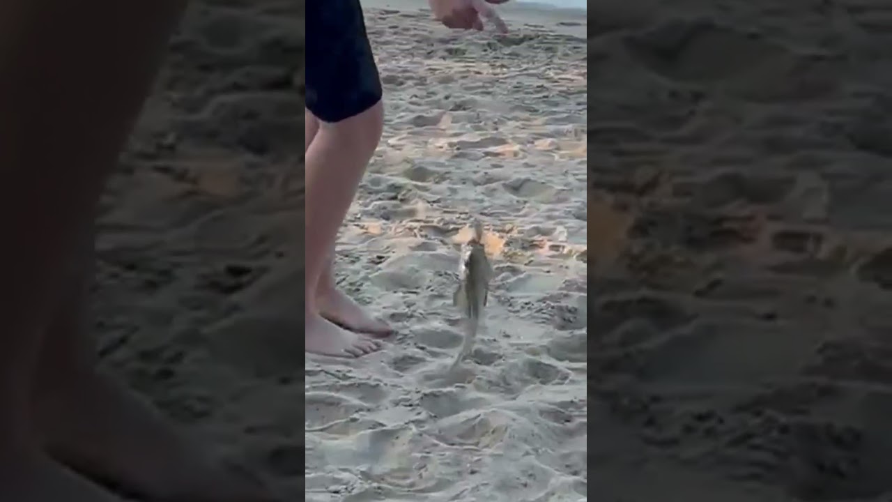 Tiny mulloway/Jew￼ from 2 years ago