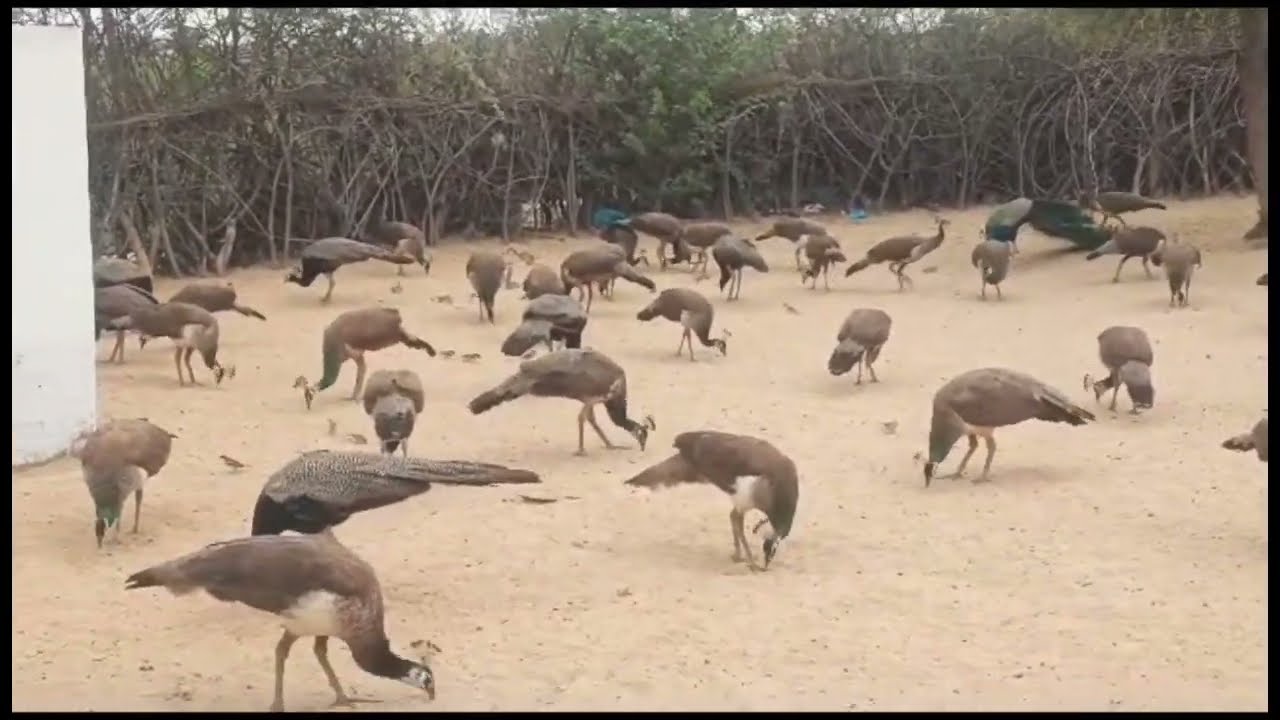Pecock Tharparkar love Video|| Village islamkot Thar Moor parindy Raksh