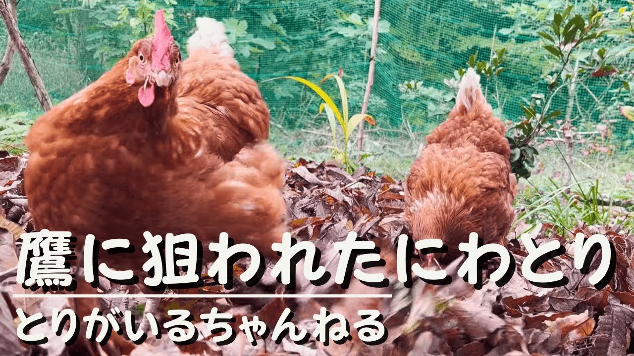 第23羽 鷹に狙われたにわとり#ニワトリ #とりがいる 
