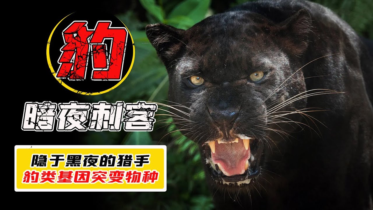 黑豹真的是黑色嗎？黑豹真的是豹子嗎？別被它的外表騙了！【小馬哥知識局】