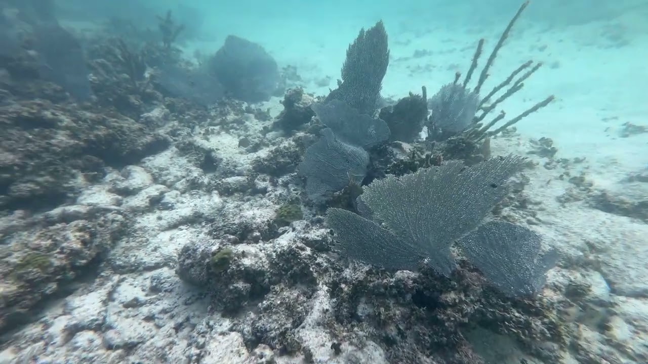 Snorkeling w Meksyku 