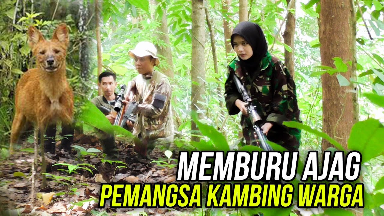 MELACAK JEJAK AJAG PEMANGSA TERNAK WARGA