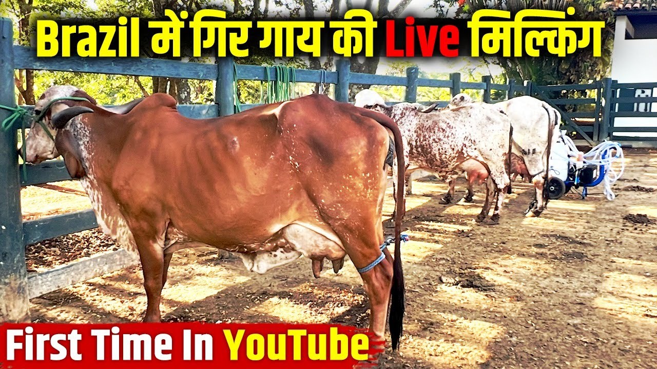 Brazil में Gir गाय की पहली बार Live मिल्किंग, देखकर आप चौंक पड़ेंगे । Omia Farm । Brazil Visit ।